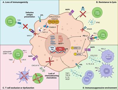 Cancer Cell Phenotype Plasticity as a Driver of Immune Escape in Melanoma